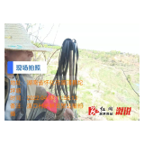 县林长办：“拧紧发条”护青山