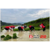 大江口镇：农忙时节党员干部助插秧暖民心