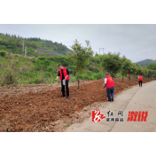 低庄镇：播撒小小花籽，大大扮靓村庄
