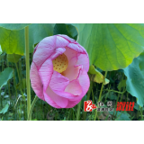 龙庄湾乡： 莲叶何田田