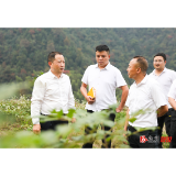 因地制宜发展特色产业 不断激活乡村振兴新动能——郑湘到部分乡镇调研