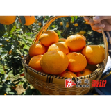 祖师殿镇：满园橘子喜丰收，美了乡村富了民