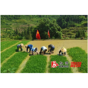 龙潭镇：真心服务助春耕 为民惠农暖人心