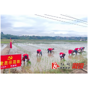 观音阁镇：党旗飘扬在田间