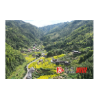 中都乡：上尚村稻谷丰收  农民喜上眉梢