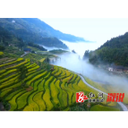 葛竹坪镇：稻浪梯田层层叠叠 云雾缭绕美如画