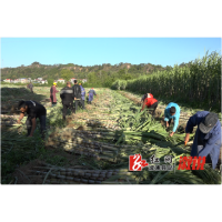 卢峰镇枣子坡村：甘蔗丰收寸寸甜 美好生活节节高
