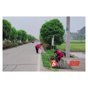卢峰镇:播撒花种添美景，绘就乡村新画卷