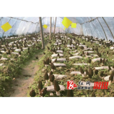 卢峰镇：在希望的田野上描绘乡村振兴图景