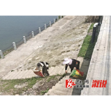 低庄镇：以河道保洁为抓手，持续提升人居环境