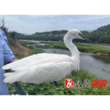 【夏季行动】县森林公安局快速救助“落难”白鹭