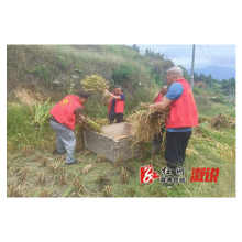 葛竹坪镇：驻村工作队深入田间地头 帮助村民收割稻谷