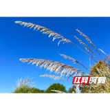 溆浦县水东镇：冬日芦苇摇曳生姿 绘就乡村生态画卷