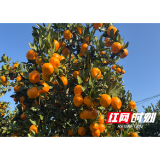 溆浦县水东镇：满山柑橘映丰收 特色产业富农家