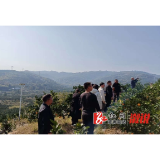 大江口镇:湖南农大师生深入洑水湾村调研“岩橙”品牌 校地携手共绘乡村振兴新图景