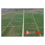 溆浦县：油菜冬种提质增效 筑牢“油瓶子”鼓起“钱袋子”