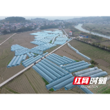 观音阁镇:莓”好产业 种出“甜蜜”致富路