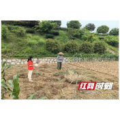 卢峰镇政协委员工作室：深入田间地头 筑牢秸秆禁烧“防火墙”
