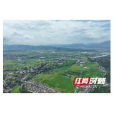溆浦水东镇：田园铺金  秋收渐近