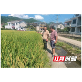 卢峰镇：扎根金色田野 守护粒粒丰收