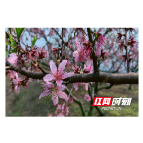 双井镇：百亩桃花笑春风 颜家排上采蜜忙