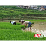 抢抓农时助插秧 干群同心促振兴 ——三江镇村支两委开展夏种助农活动
