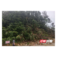 提前排查精准预判 溆浦县桥江镇成功处置山体滑坡险情