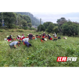 三江镇：干群同心助农忙 共享菜园丰收“花”开致富果