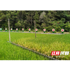 水东镇:稻鱼共生双丰收!稻田跃出“致富鱼”