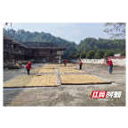 党群阵地护秋收 志愿服务保粮安 —— 桥江镇依托各村党群服务中心助力群众秋收