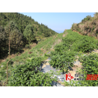 高山辣椒喜获丰收 溆浦特色农产品热销长沙市场