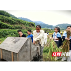 稻香暖桑榆,少年助农行——三江镇江东学校开展秋收劳动实践助农活动