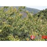 假期打板栗 体验乡村民俗乐趣