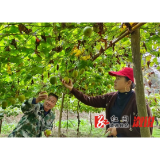 祖师殿镇：小小罗汉果变身增收“致富果”
