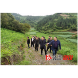油洋乡：现场观摩中药材 产业发展“加速度”