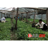 舒溶溪乡：因地制宜栽种烟叶  发展壮大村集体经济