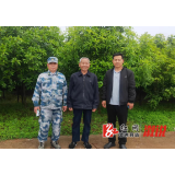 百颗丹桂传真情 ——低庄镇莲塘村老村主任蒋隆吉的美丽乡村梦