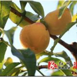 黄桃喜获丰收