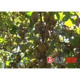 龙庄湾乡猕猴桃：致富路上果飘香