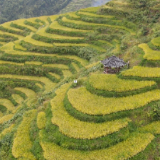 山背花瑶梯田：稻黄景美游客醉
