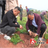 双井镇堰塘湾村：发展黄姜种植经济 让特色产业“有姜来”