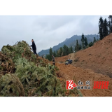 龙庄湾乡：全力抓好抛荒整治，让抛荒耕地披绿装