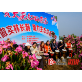 水东镇联合村三百多亩山茶花盛开吸引众多游客观赏