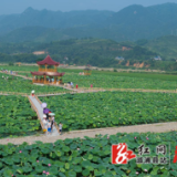 水东镇刘家渡村：“三招”擦亮农村人居环境整治底色成色亮色