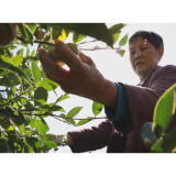绿了山川 富了百姓——怀化壮大油茶产业助推林下经济高质量发展纪实