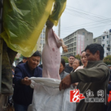 龙潭镇：阳光计划送猪崽 乡村振兴助增收