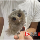 葛竹坪镇：扎实开展林长制工作  推动野生动物保护