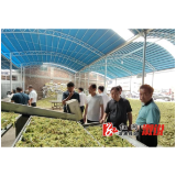 溆浦（龙潭）山银花集散中心建成揭牌，助力特色产业高质量发展