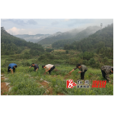 低庄镇大渭溪村：以党建引领助力农业生产农民增收