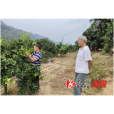 北斗溪镇：为柑橘把脉“黄龙病”，助力柑橘产业健康发展